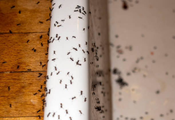 Insect Control in Kimberling City, MO