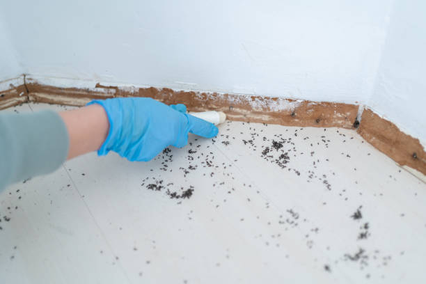 Professional Pest Control in Kimberling City, MO